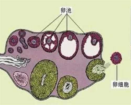 上海代孕医院哪家好,试管怀了多胎，为什么有些人要做减胎处理呢？_上海供卵