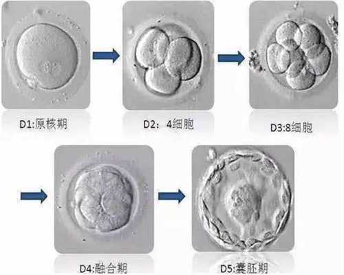 上海代孕全包，上海代孕费用要多少，上海借卵试管的人多吗